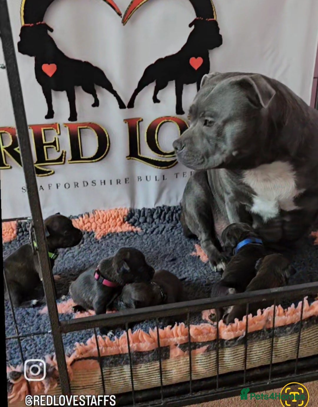 Staffordshire Bull Terrier dogs for sale: 🥨THE BEST OF BOTH WORLDS🥨 - Image 9