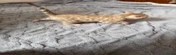 Bengal cats for sale: Champion bloodlines TICA Registered Bengal Kitten  - Advert 5