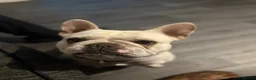 French Bulldog dogs for sale: Male French bulldog  - Advert 2