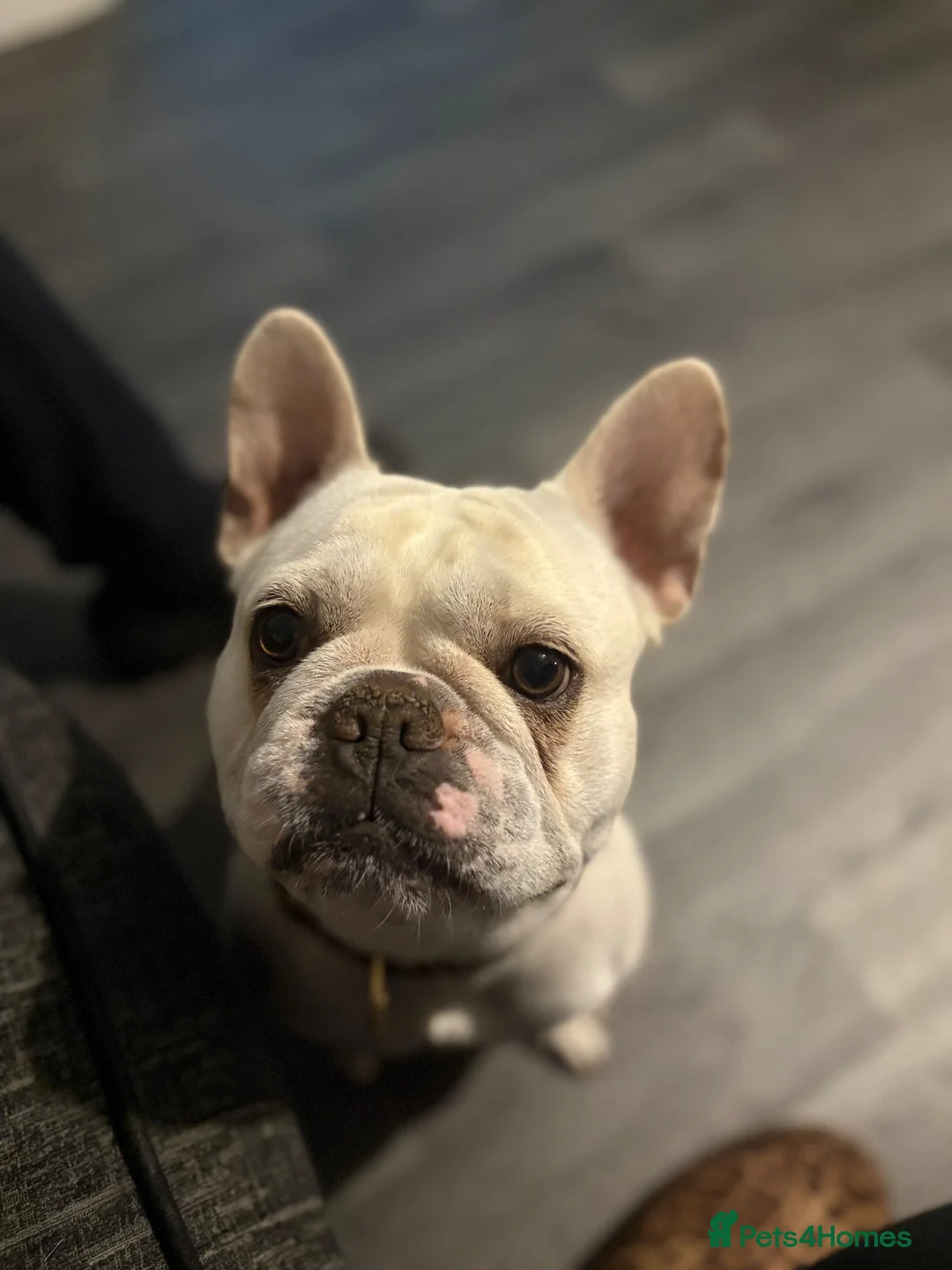 French Bulldog dogs for sale: Male French bulldog  - Advert 2