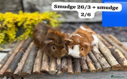 Guinea Pig rodents for sale: Baby guinea pigs ready now. Sheffield - Image 5