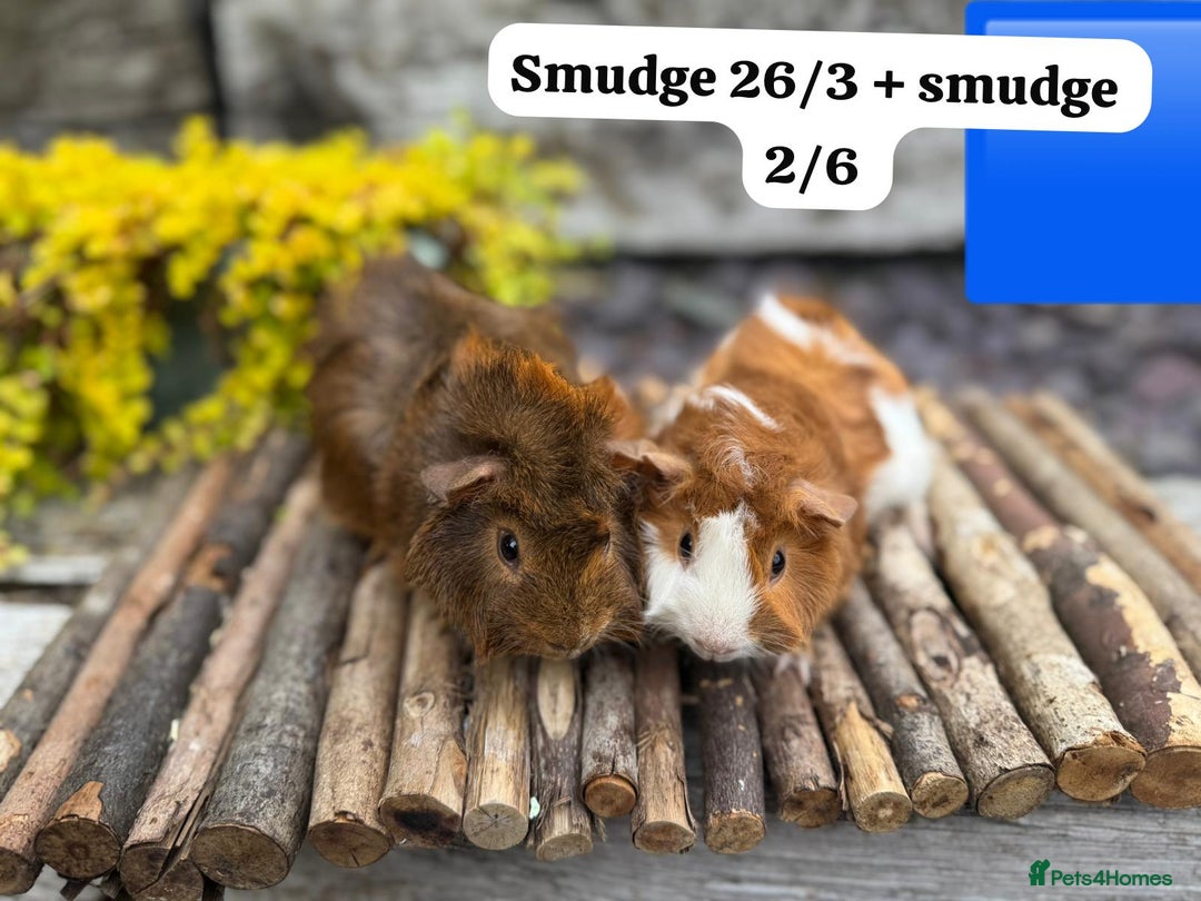 Guinea Pig rodents for sale: Baby guinea pigs ready now. Sheffield - Image 5