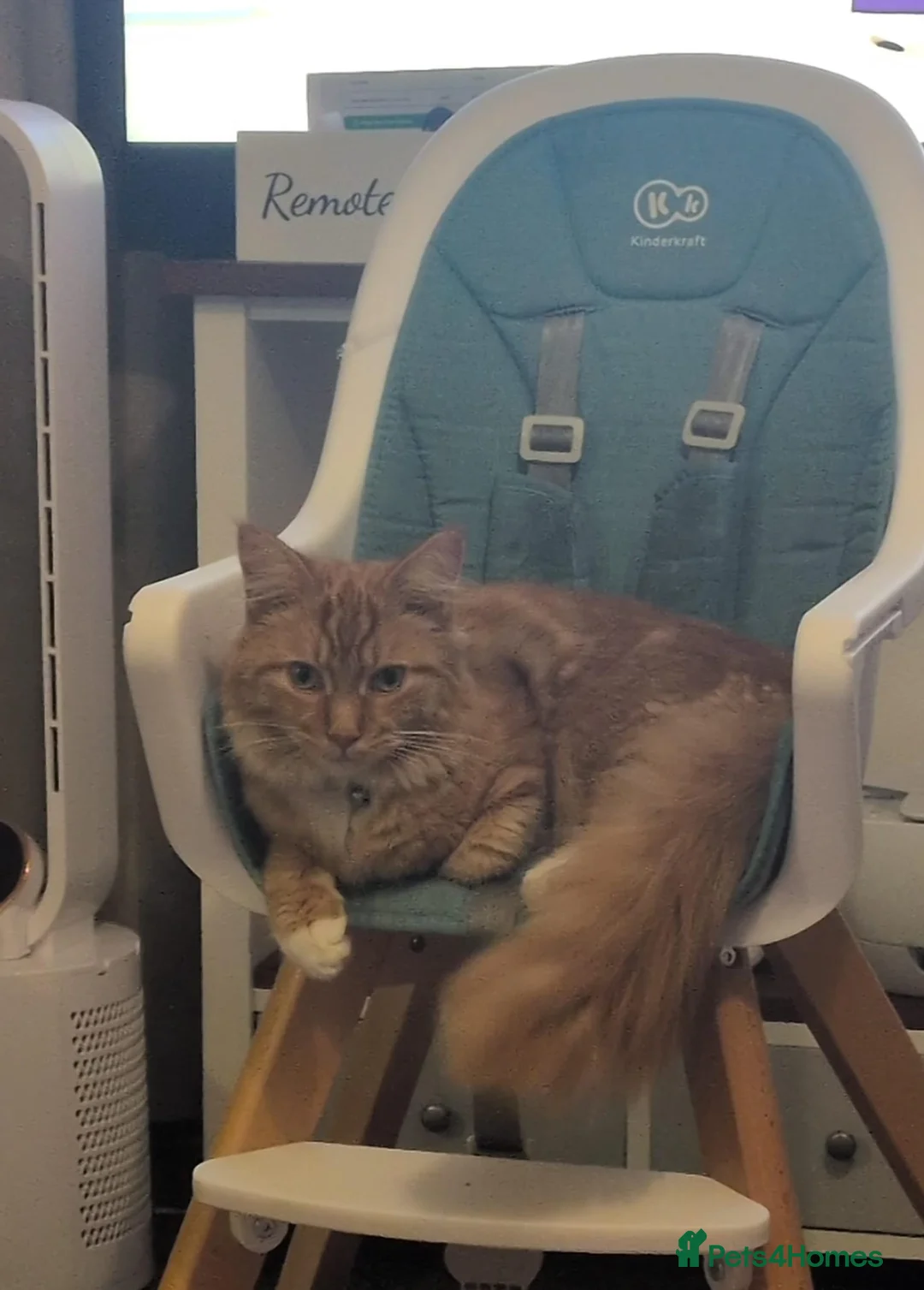 Mixed Breed cats for sale: READY TO GO little half Maine Coon kittens  - Advert 13