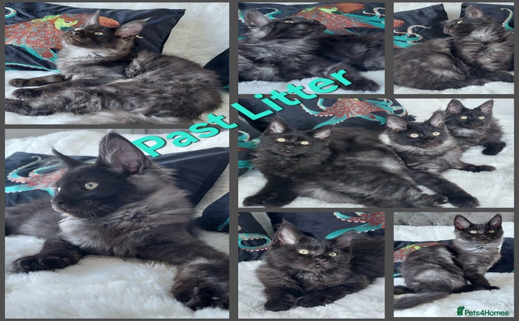 Maine Coon cats - Advert 4