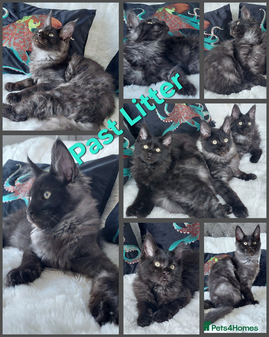 Maine Coon cats for sale: Russian lines with many champions - Image 1