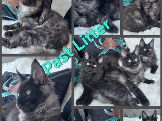 Maine Coon cats - Advert 25