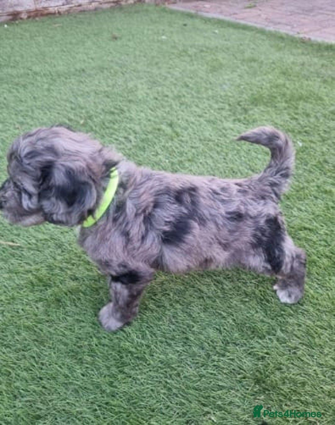 Cockapoo dogs for sale: Adorable Cockapoo Puppies - Image 8