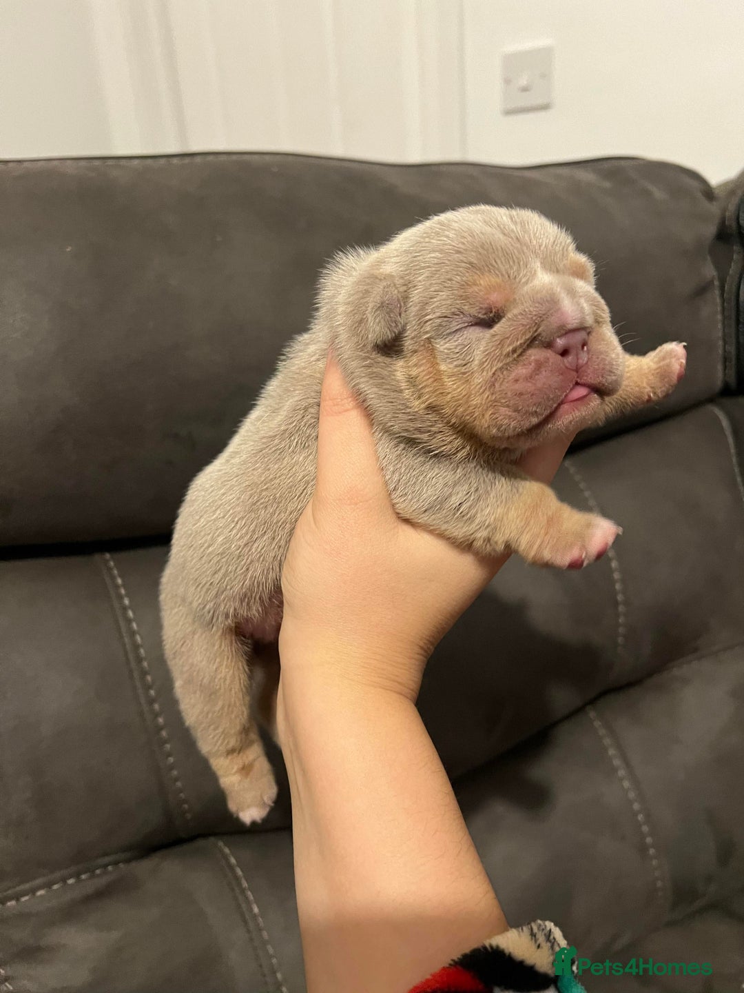 English Bulldog dogs for stud: Chocolate and tan English bulldog  in Sunderland - Image 5
