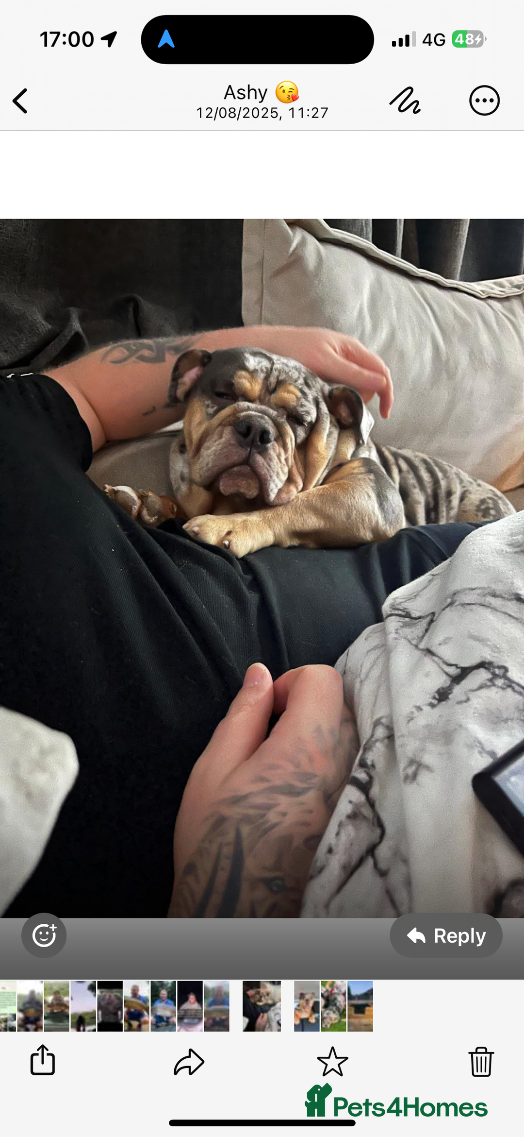 English Bulldog dogs for sale: Autumn  - Image 3