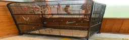 Cockatiels birds for sale: Cockatiel Pair for Sale Complete Setup Included in Luton - Advert 4