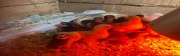 Mixed Breed poultry for sale: Day old ducklings and other poultry available - Advert 14