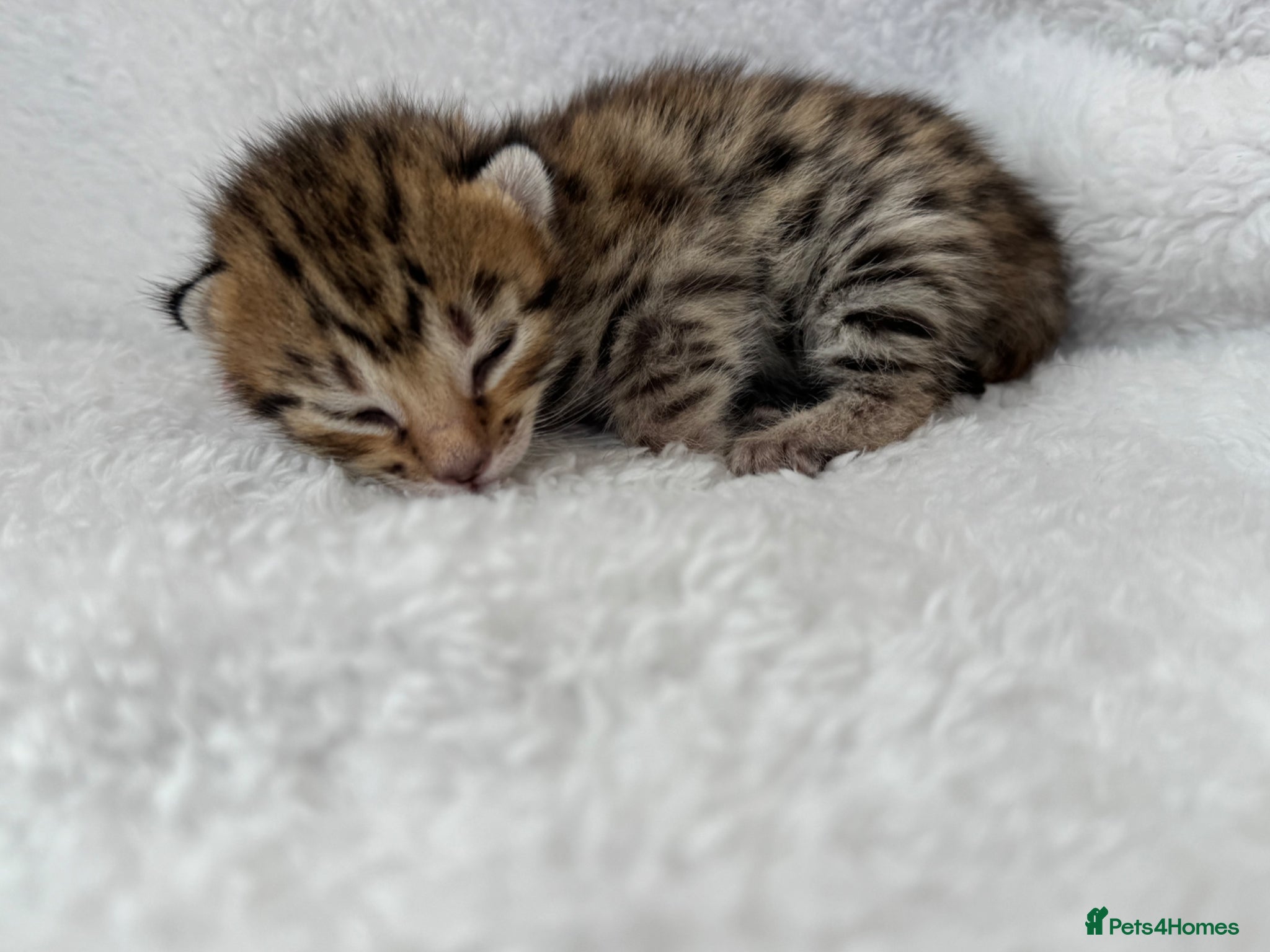 Savannah cats Rare Kiwanga pedigree F3 Savannah Kittens  - Advert 1