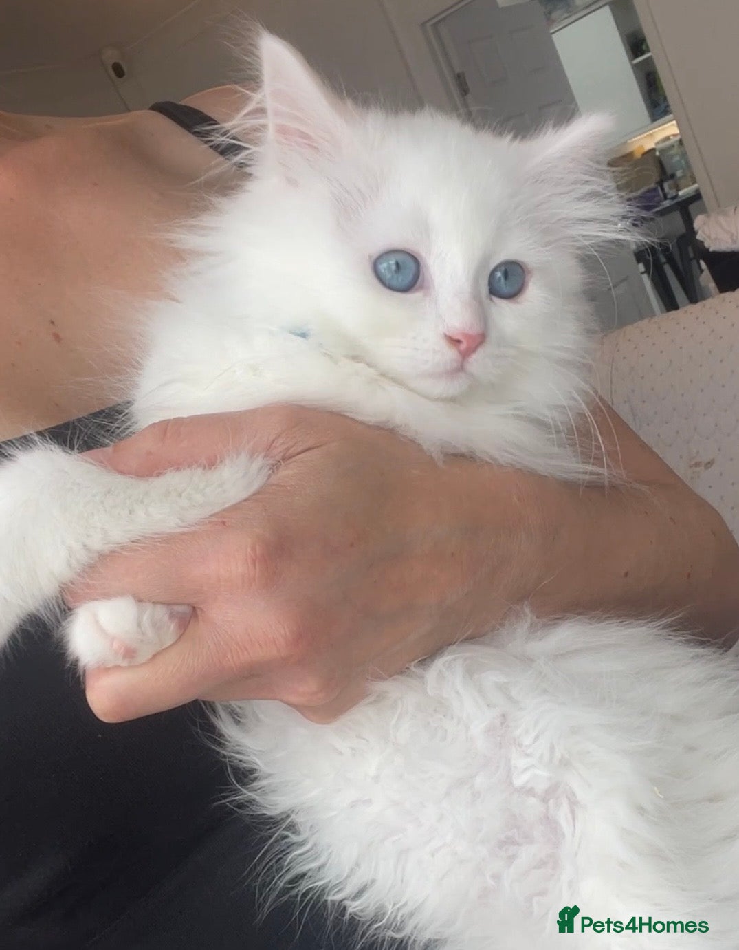 Siberian cats Siberian Pure Kittens Available  - Advert 10