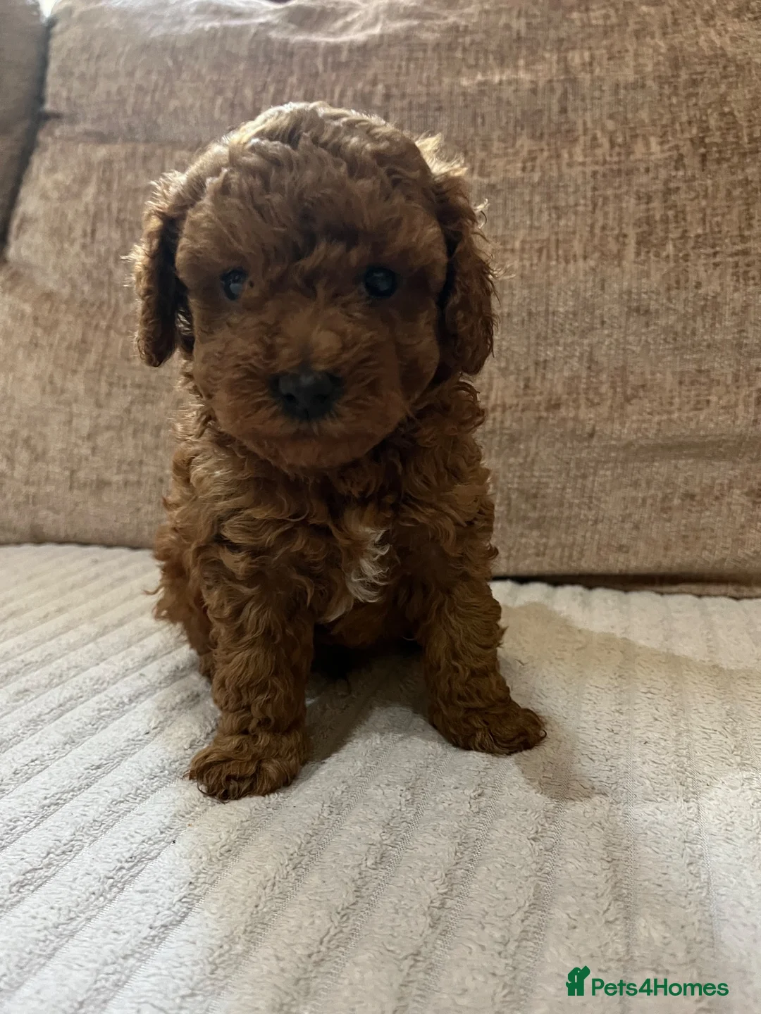 Toy Poodle dogs for sale: Red Male Toy Poodle Puppies  - Advert 2