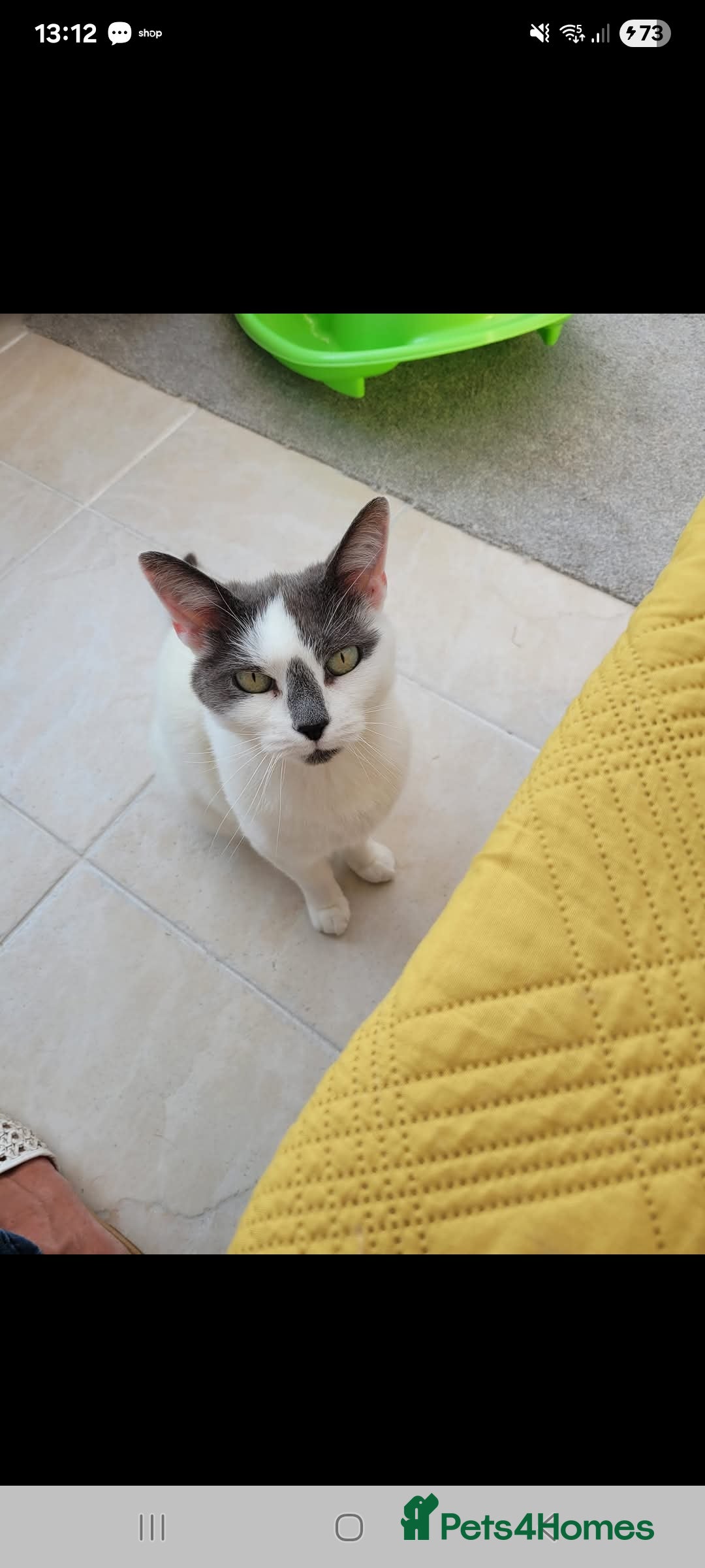 British Shorthair cats for sale: Lacey Female cat - Advert 3