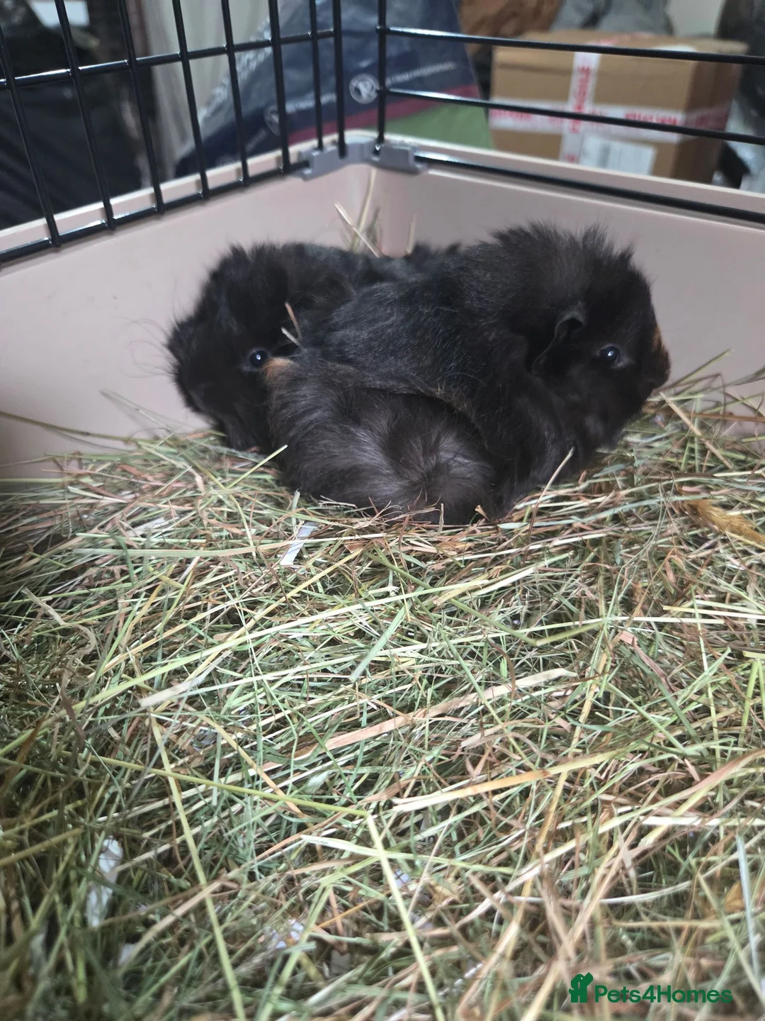 Guinea Pig rodents for sale: Boys and girls for sale  - Advert 6