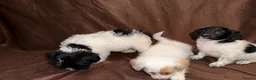 Mixed Breed dogs for sale: Gorgeous Girls Cavajackpoos in Cranleigh - Advert 10