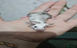 Mouse rodents for sale: Fancy mice females - Image 7