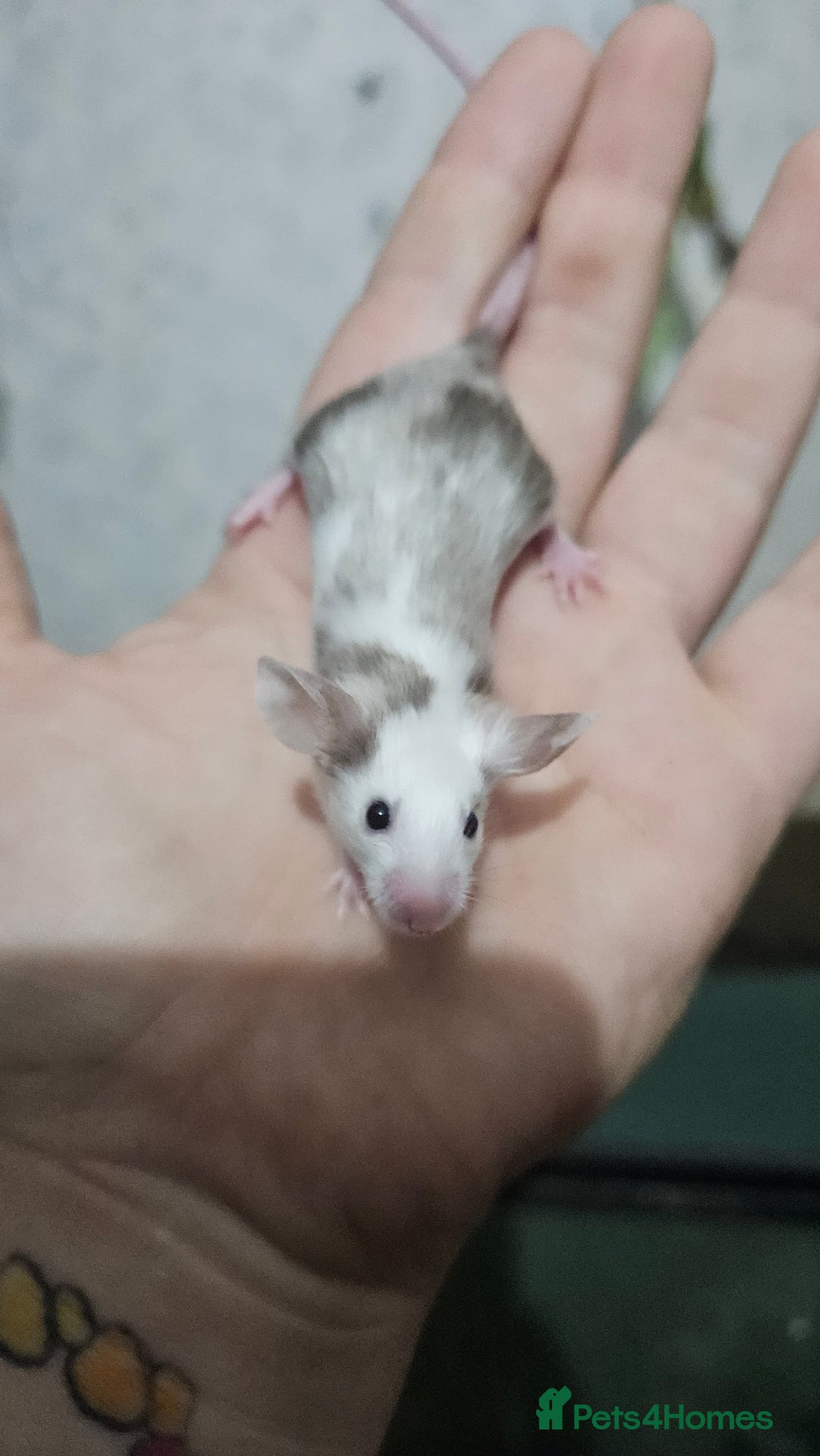 Mouse rodents for sale: Fancy mice females - Image 7
