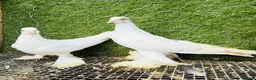 Pigeons birds for sale: Quality Homing Pigeons – Breeding Pairs Available - Advert 1