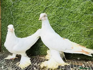 Pigeons birds Quality Homing Pigeons – Breeding Pairs Available - Advert 1