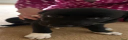 Smooth Collie dogs for sale: 3 sheepdog puppies from good working stock in Ammanford - Advert 3
