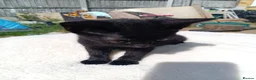 British Shorthair cats for sale: Black domestic Shorthair kittens - Advert 5
