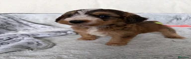 Cockapoo 3