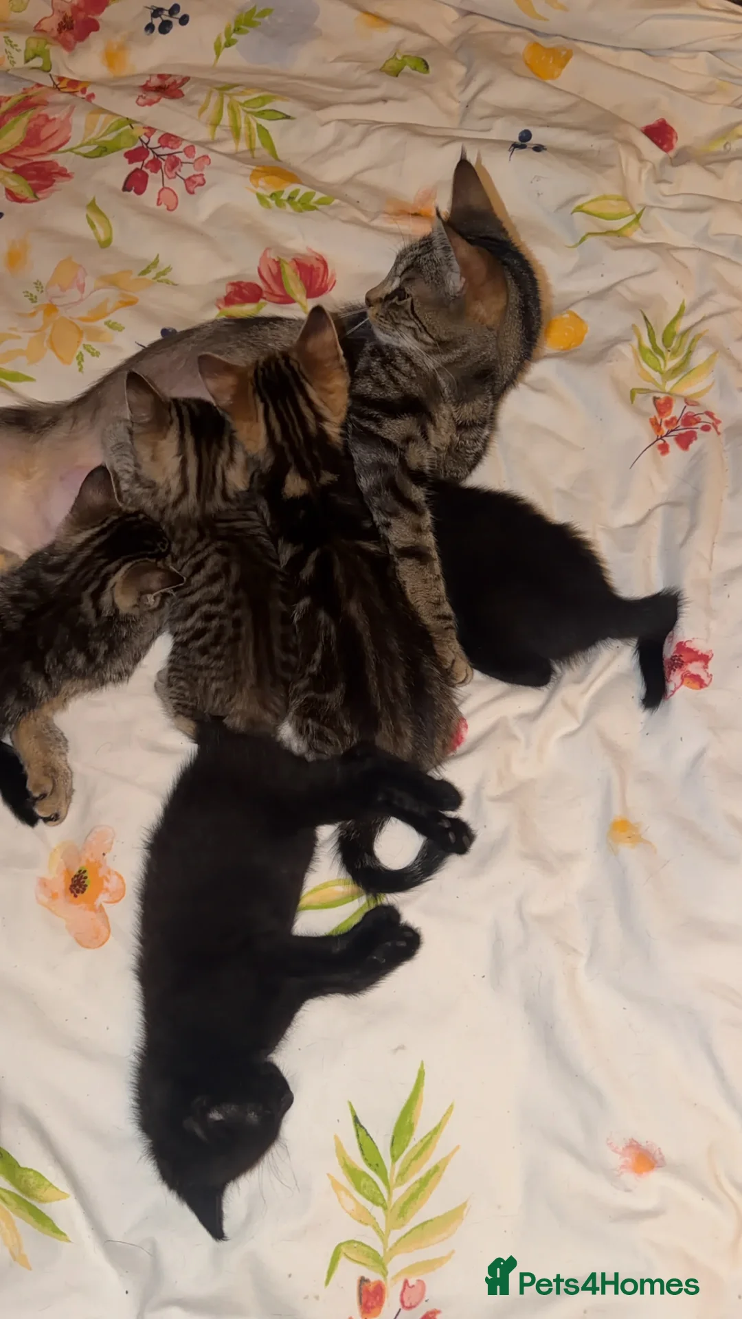 Mixed Breed cats for sale: Cute mixbreeded kittens  - Advert 6