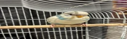 Budgerigars birds for sale: Baby budgies for sale Wigan  - Advert 12