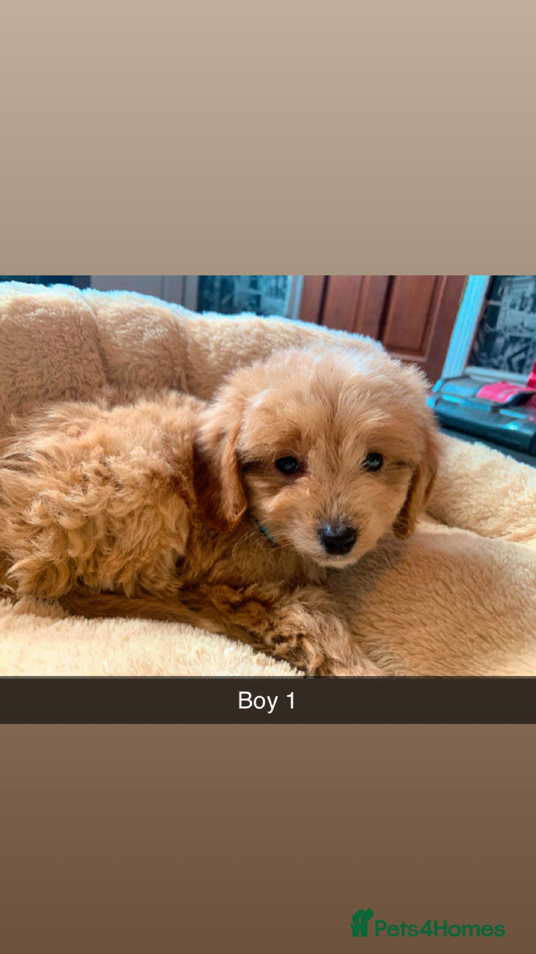 Cockapoo dogs for sale: Stunning litter of F1 Cockapoo puppies  - Image 5