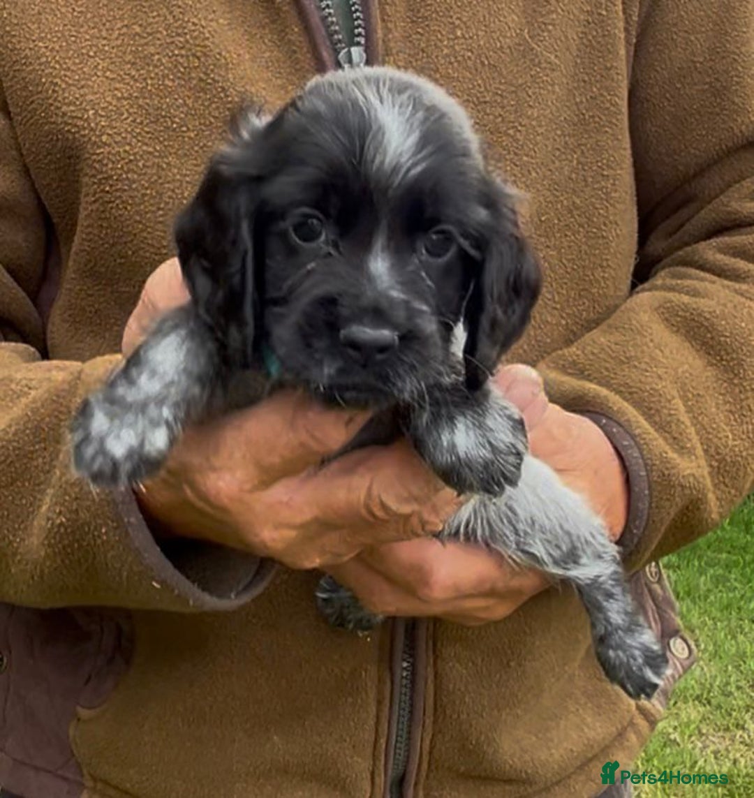 Cocker Spaniel dogs for sale: KC Reg Working Cocker spaniel puppies roan - Image 19