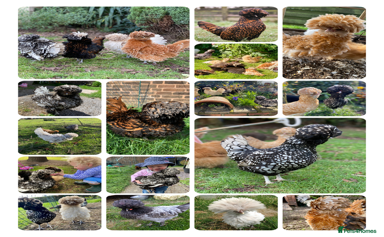 Chickens poultry - Advert 1