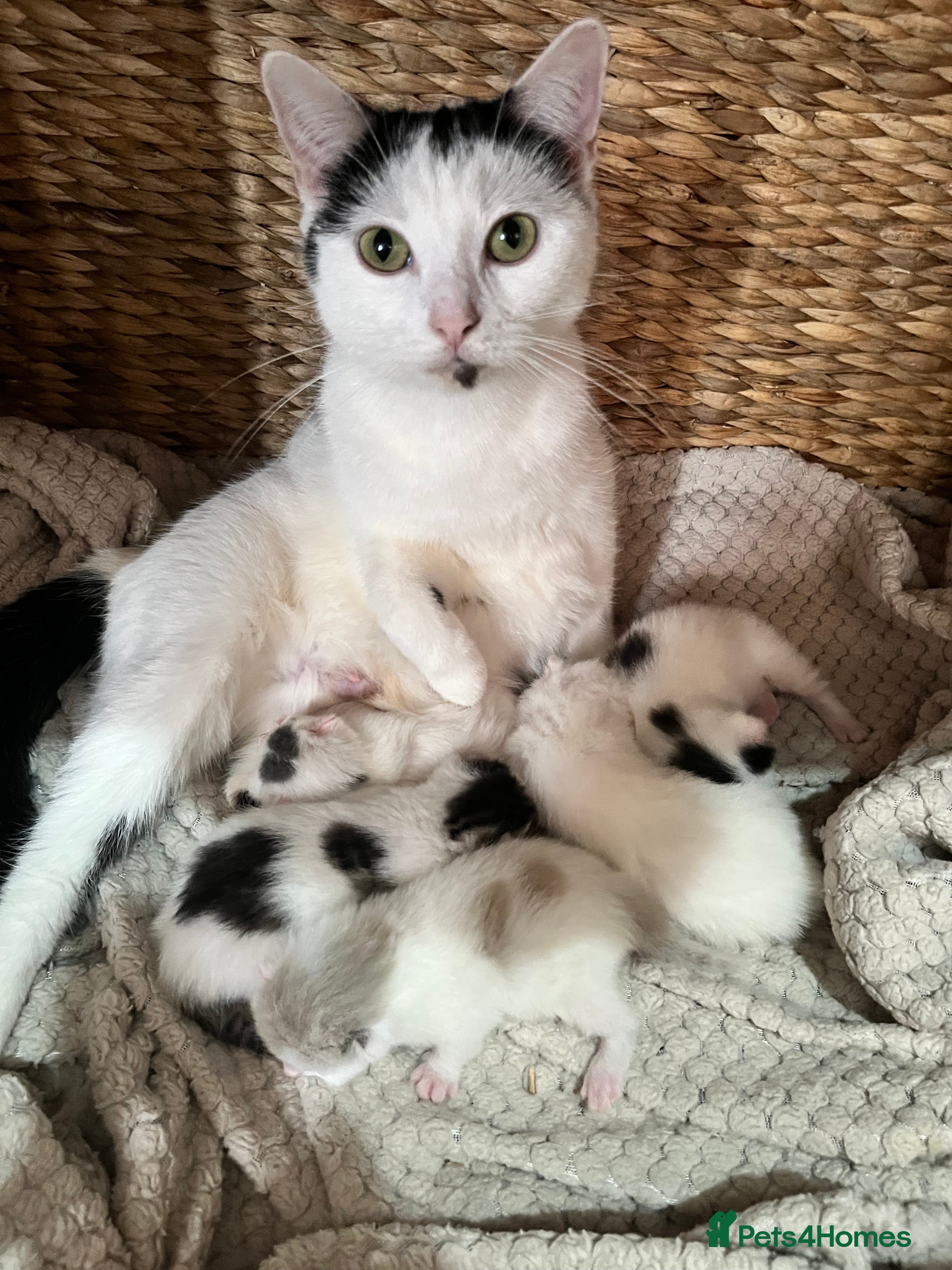 Mixed Breed cats 2 x Female Kittens - Advert 10