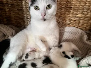 Mixed Breed cats 2 x Female Kittens - Advert 2