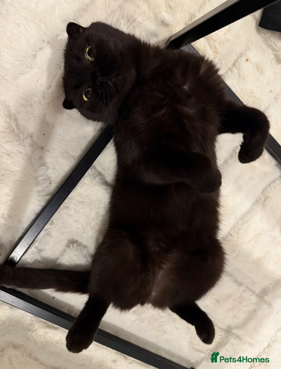 Scottish Fold cats for sale: Scottish munchkin fold female - Advert 1