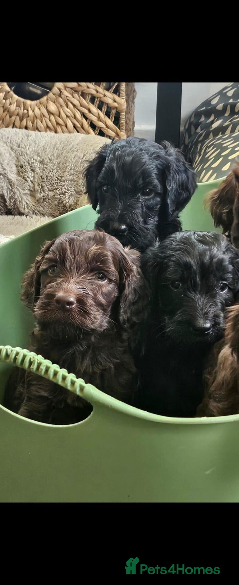 Sproodle dogs Stunning Sproodles puppys for sale - Advert 1