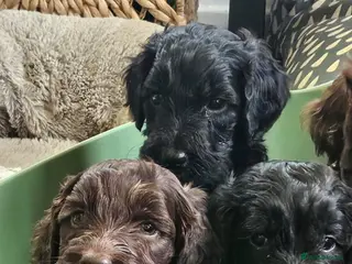 Sproodle dogs Stunning Sproodles puppys for sale - Advert 1