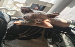 Sphynx cats for sale: Elf Sphynx Girl  - Image 2