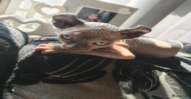 Sphynx cats - Advert 2