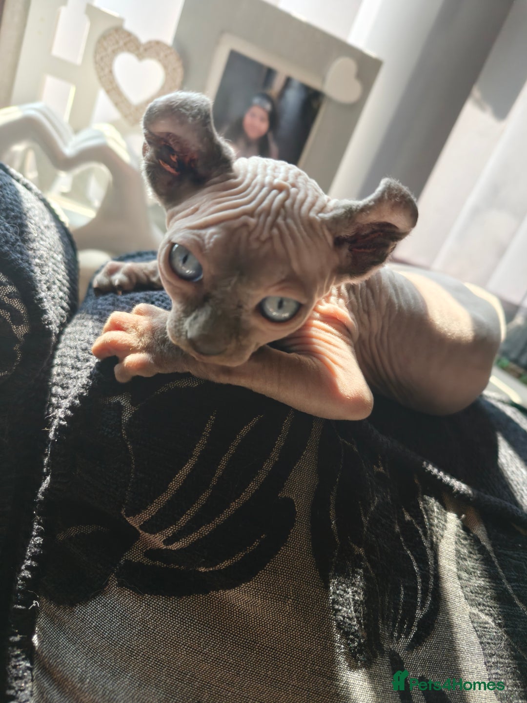 Sphynx cats for sale: Elf Sphynx Girl  - Image 2