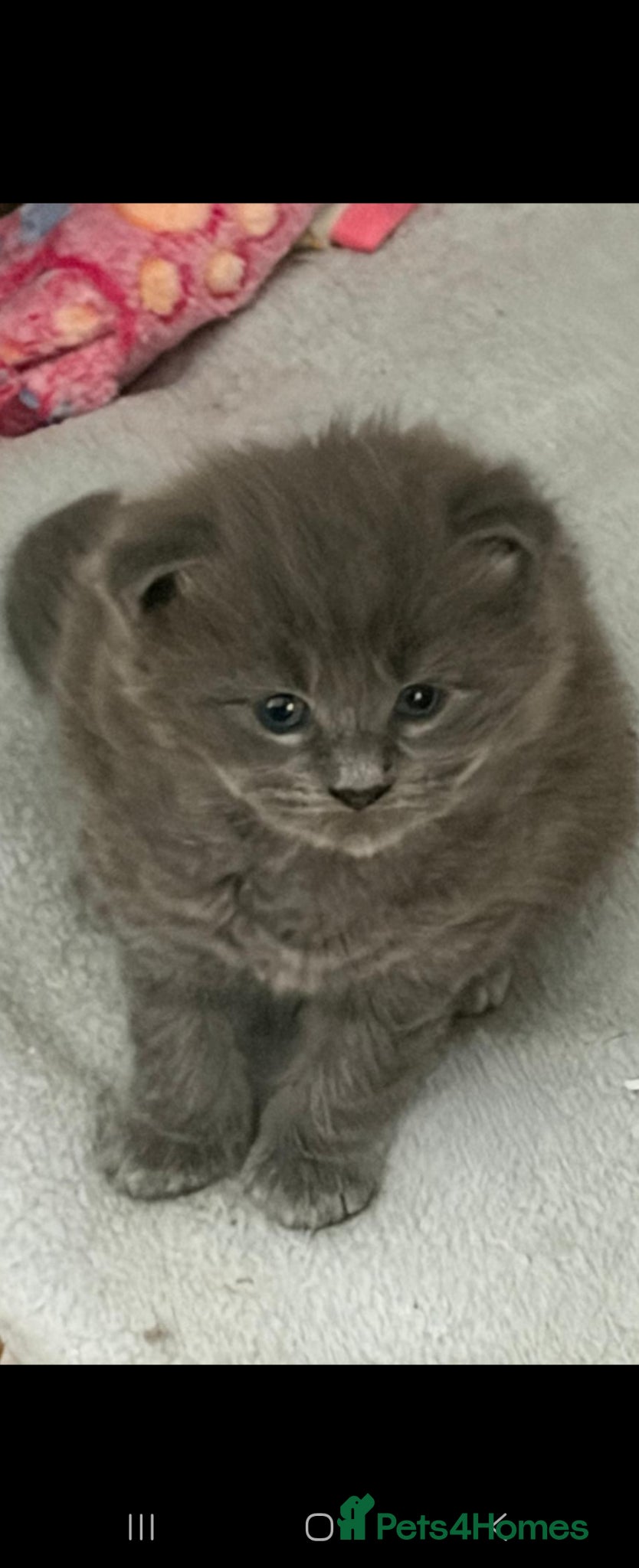 Maine Coon cats for sale: 1 male & 1 female maine coone kittens.  - Advert 13