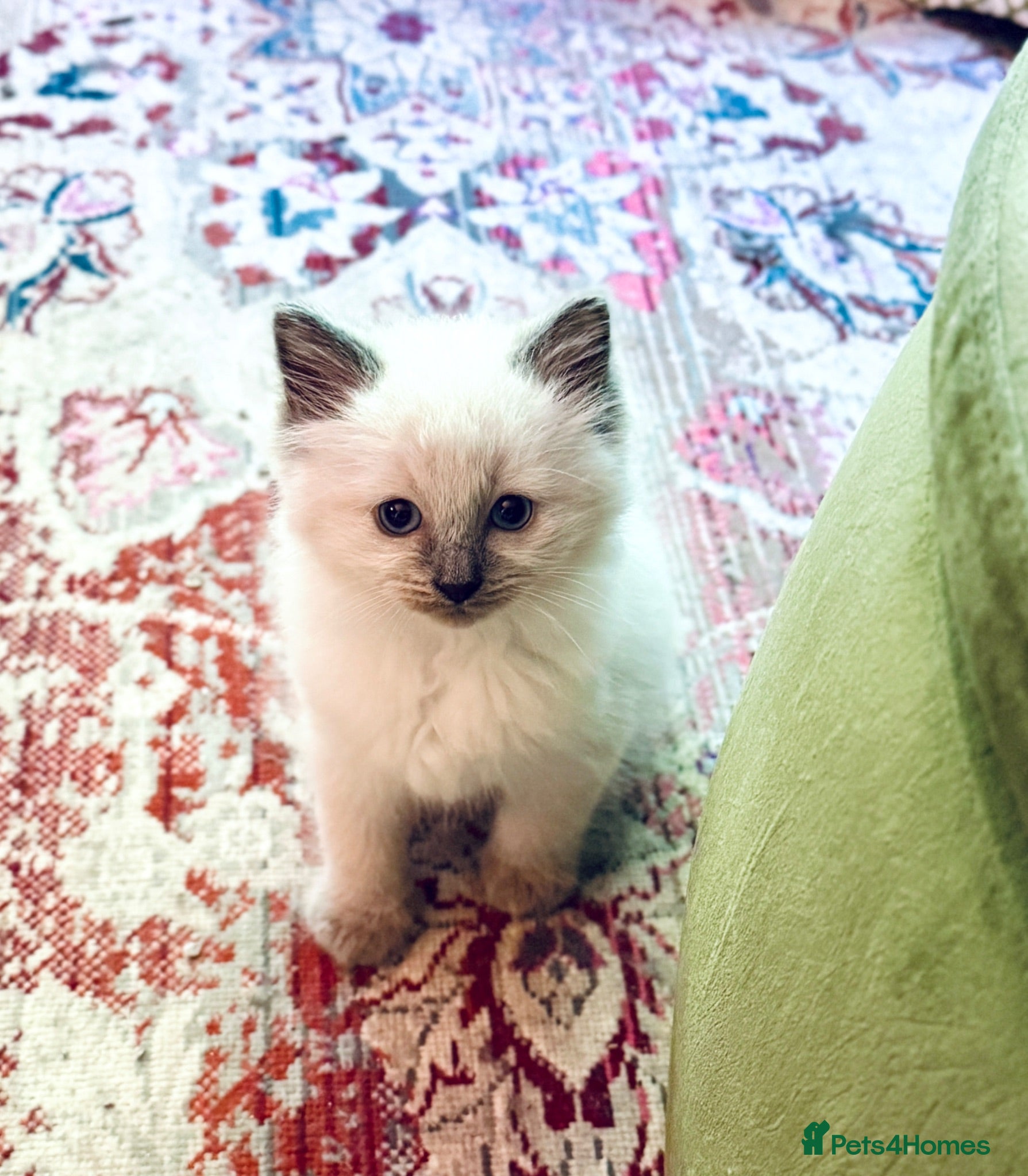 Ragdoll cats READY NOW Blue Point purebred Ragdoll Kittens - Advert 2