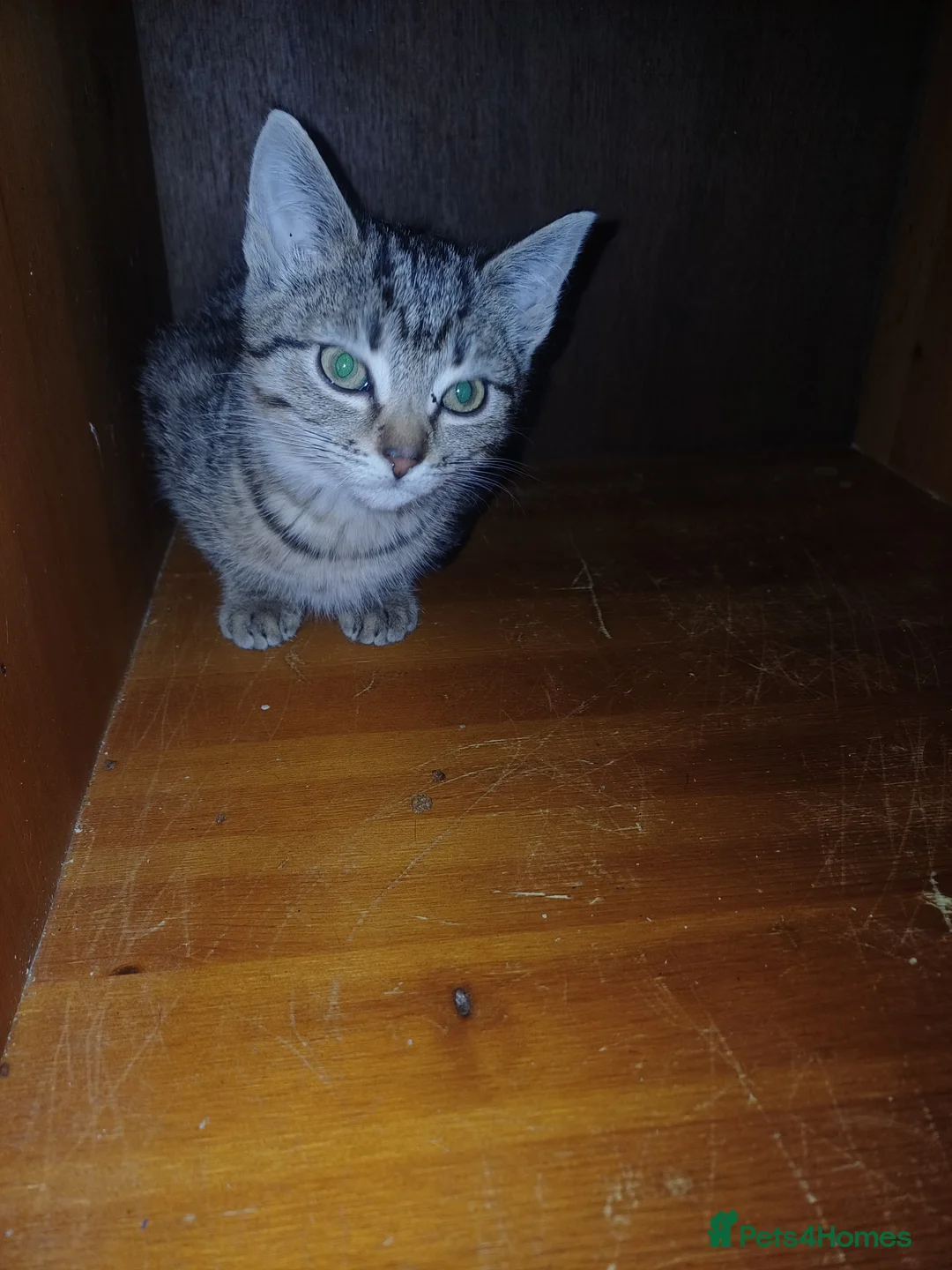 Domestic Shorthair cats for sale: Rehoming the last 3-month-old kitten - Advert 1