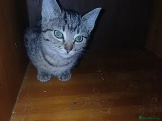 Domestic Shorthair cats Rehoming the last 3-month-old kitten - Advert 16