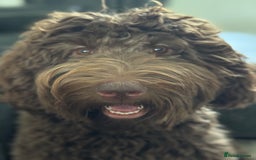 Labradoodle dogs for sale: Labradoodle 12th+ generation  - Image 18