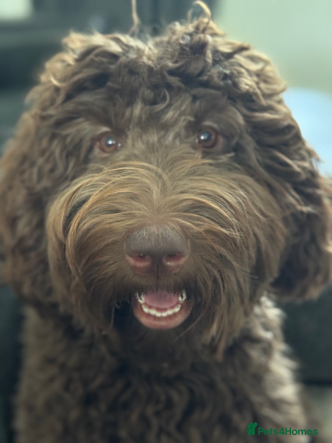 Labradoodle dogs for sale: Labradoodle 12th+ generation  - Image 18