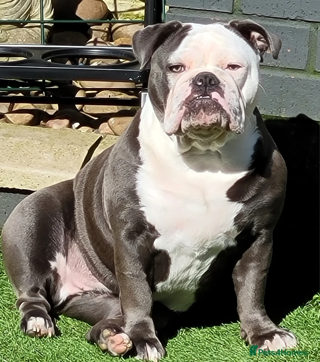 Olde English Bulldogge dogs for sale: 2 years old English bulldog - Advert 2
