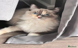 Ragdoll cats for sale: Playful Indoor Cat Kiki-Fully Vaccinated & Healthy - Image 11