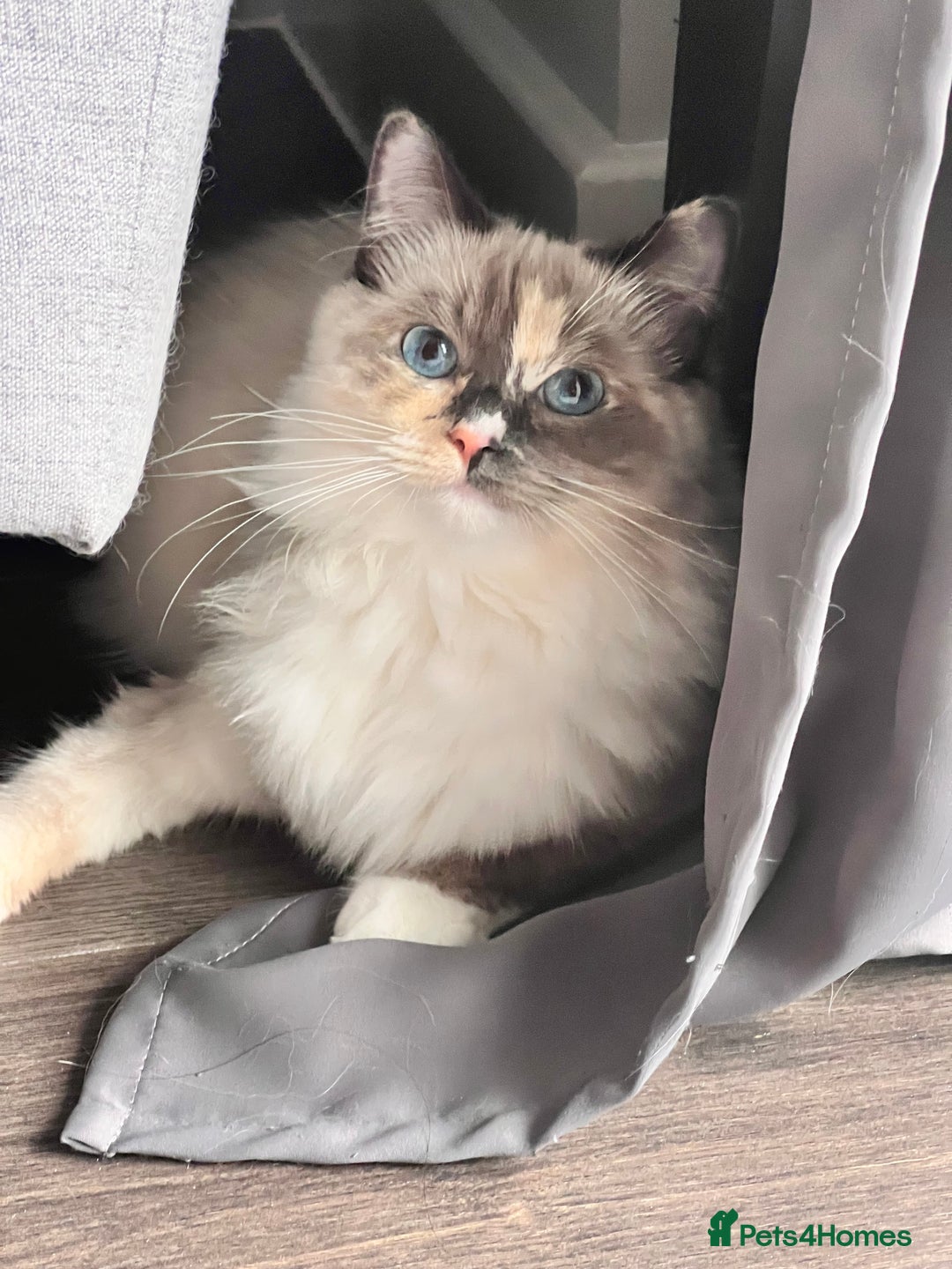 Ragdoll cats for sale: Playful Indoor Cat Kiki-Fully Vaccinated & Healthy - Image 11
